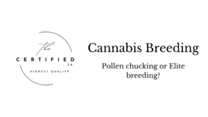 Cannabis Breeding , Blog post. What is elite cannabis breeding