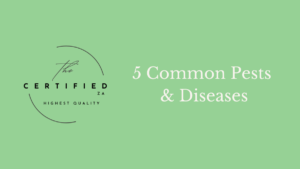 5 common pests & diseases