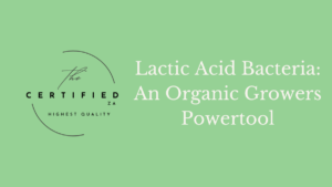 Lactic Acid Bacteria Feature image