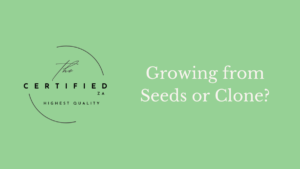 Growing from seed or clone