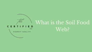What is the Soil food Web?