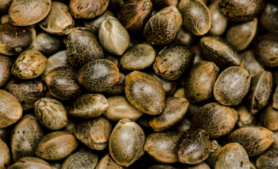 Cannabis Seeds: How They Work And Differ