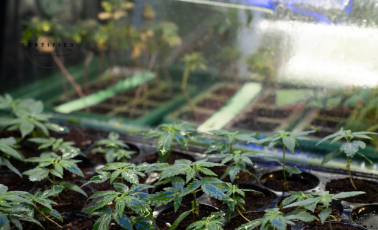 Cannabis Seeds: How They Work And Differ