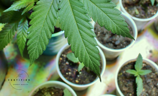 Cannabis Seeds: How They Work And Differ