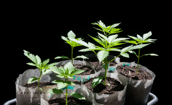 Cannabis Seeds: How They Work And Differ