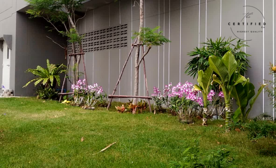 growing cannabis outdoors