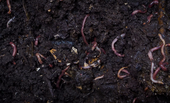 Organic or Synthetic Nutrients