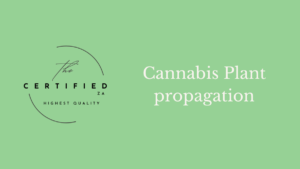 Cannabis Plant propagation