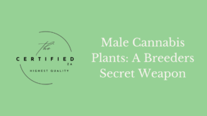 Male cannabis Plants