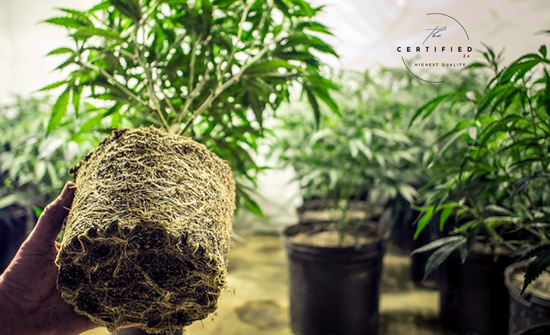 why transplanting matters for cannabis plants