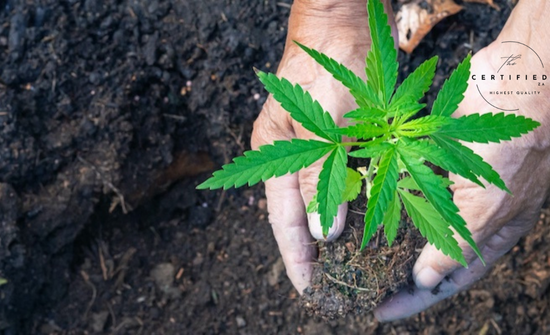 why transplanting matters for cannabis plants