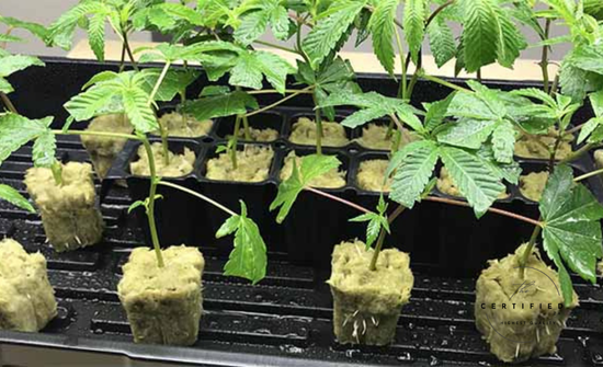Why transplanting matters for cannabis plants