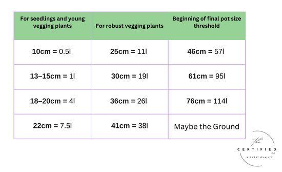 Why transplanting matters for cannabis plants