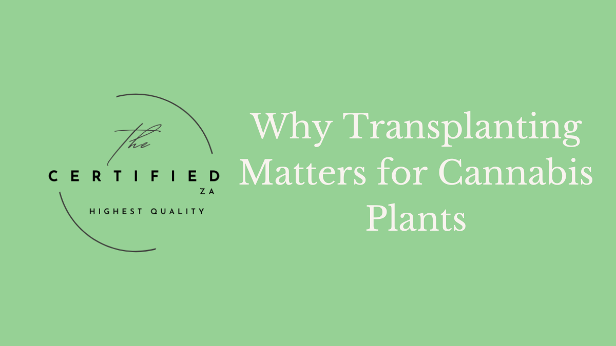 why transplanting matters for cannabis plants