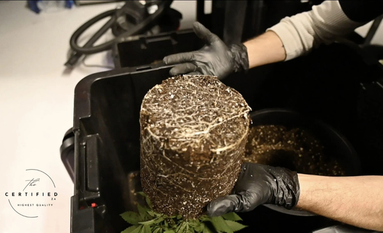 why transplanting matters for cannabis plants