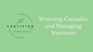 watering cannabis and managing nutrients