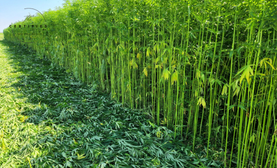 is cannabis and hemp the same thing?