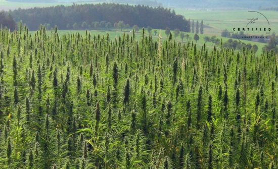 is cannabis and hemp the same thing?