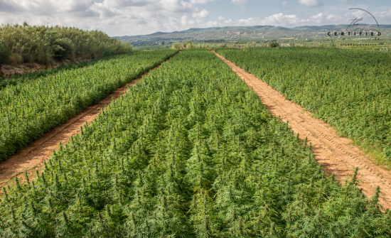 is cannabis and hemp the same thing?