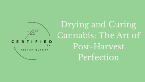 Drying and Curing Cannabis: The Art of Post-Harvest Perfection