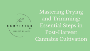 Mastering Drying and Trimming: Essential Steps in Post-Harvest Cannabis Cultivation