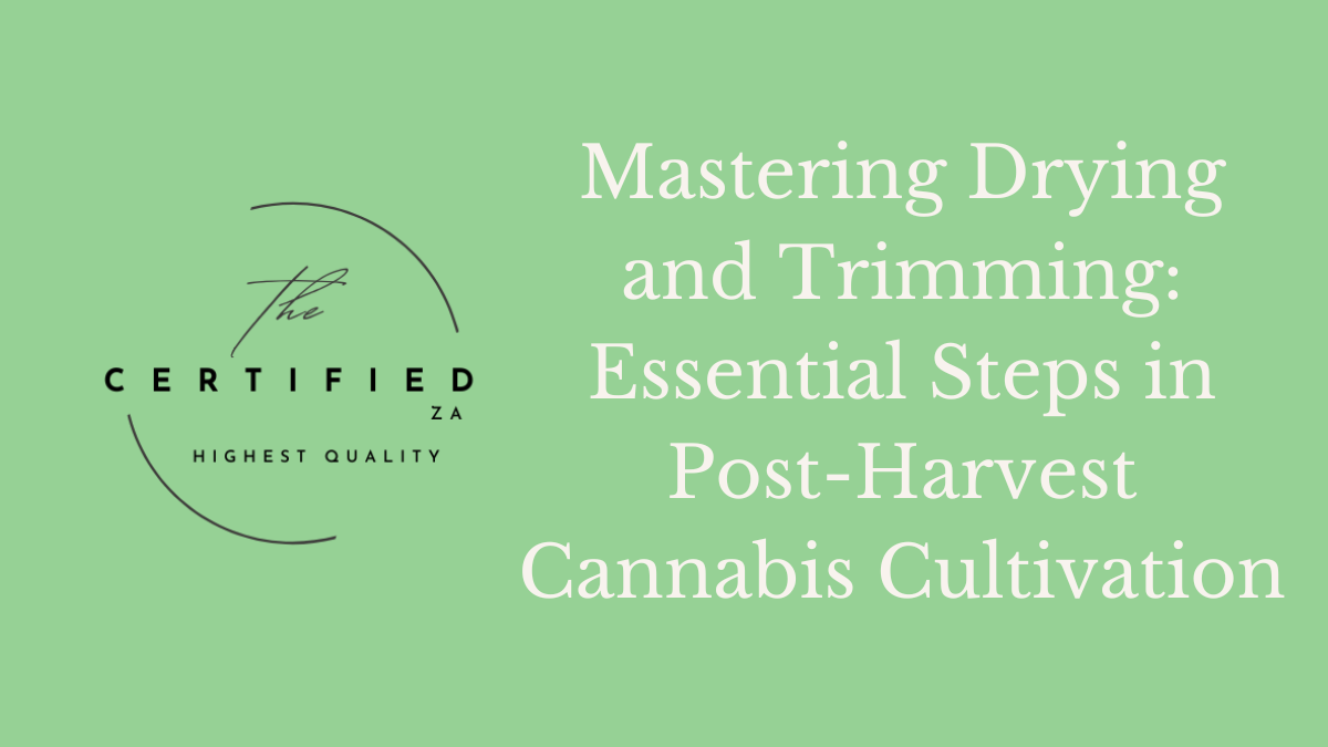 Mastering Drying and Trimming: Essential Steps in Post-Harvest Cannabis Cultivation