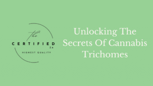 Unlocking the Secrets of Cannabis Trichomes: The Powerhouses of Metabolite Production
