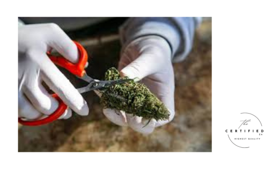 Mastering Drying and Trimming: Essential Steps in Post-Harvest Cannabis Cultivation