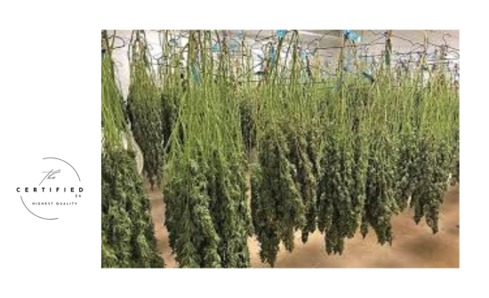 Mastering Drying and Trimming: Essential Steps in Post-Harvest Cannabis Cultivation