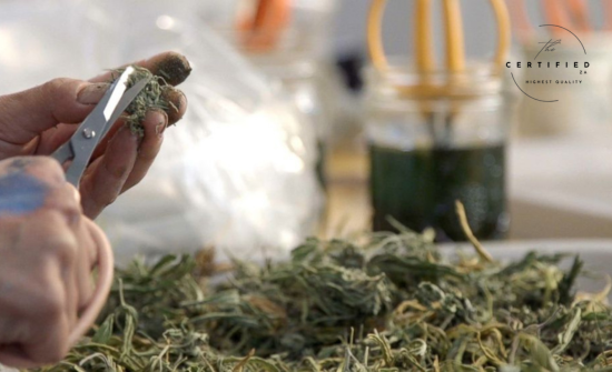 Mastering Drying and Trimming: Essential Steps in Post-Harvest Cannabis Cultivation