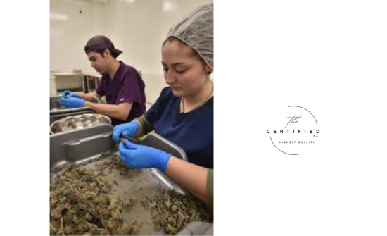 Mastering Drying and Trimming: Essential Steps in Post-Harvest Cannabis Cultivation