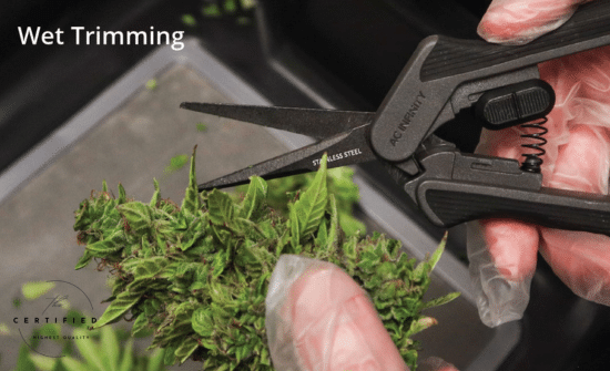 Mastering Drying and Trimming: Essential Steps in Post-Harvest Cannabis Cultivation