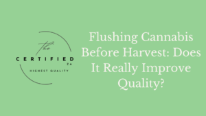 Flushing Cannabis Before Harvest: Does It Really Improve Quality?