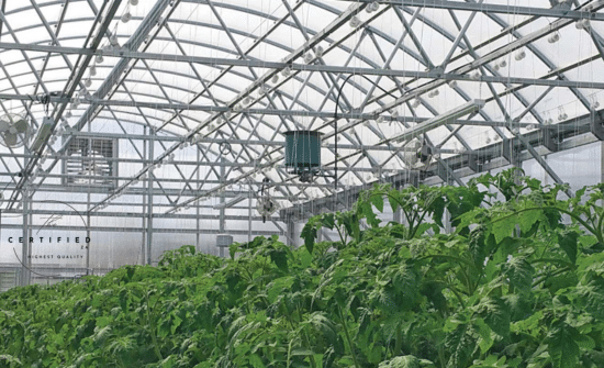 Enrichment in Cannabis Cultivation