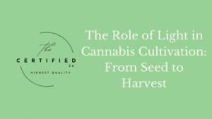 The Role of Light in Cannabis Cultivation: From Seed to Harvest