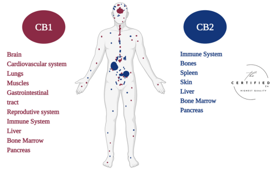 The Science of the Munchies