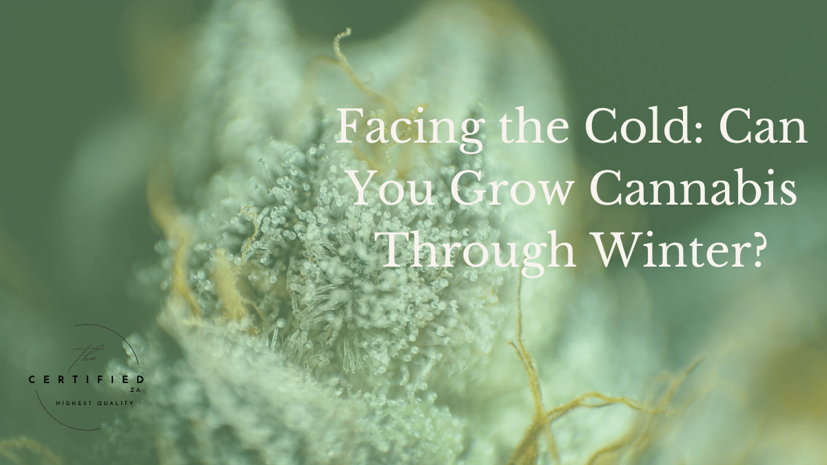 Can you Grow Cannabis through winter