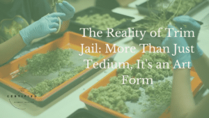 Reality of Trim Jail