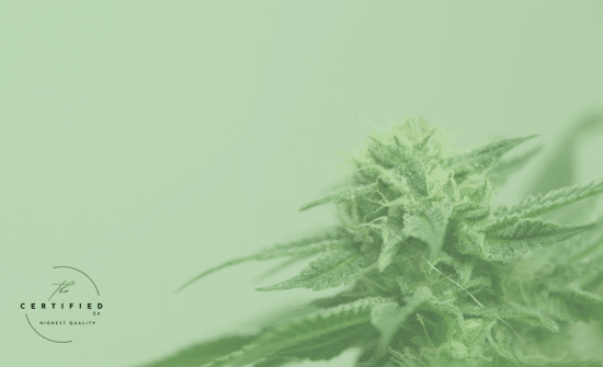 can you grow cannabis through winter