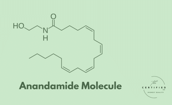 Anandamide: Unlocking the "Bliss Molecule"
