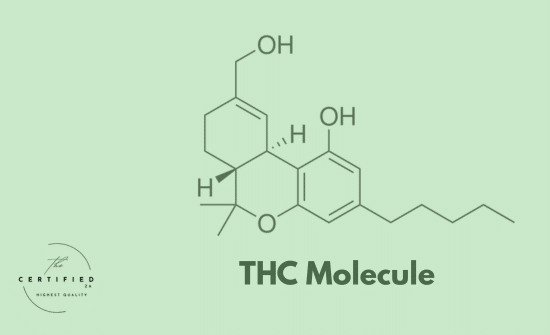 Anandamide: Unlocking the "Bliss Molecule"