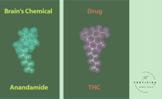 Anandamide: Unlocking the "Bliss Molecule"