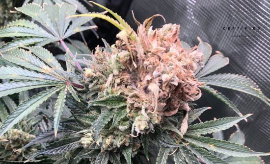 bud rot