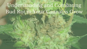 Bud Rot