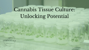 Cannabis tissue culture