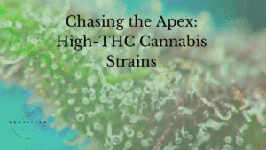 High-THC cannabis