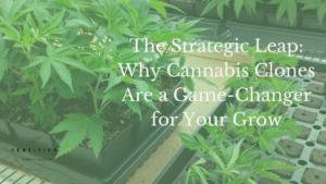 Cannabis Clones