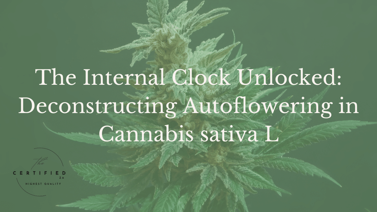autoflowering