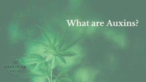 Auxins