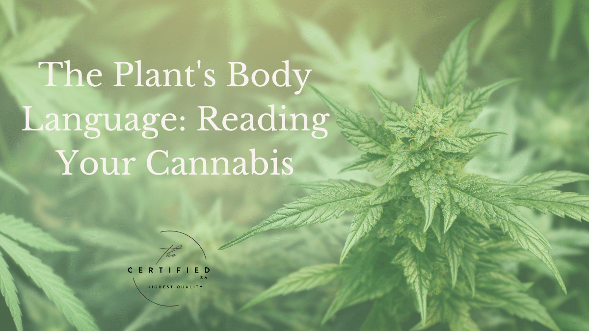reading your cannabis